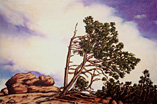 The Rockies: Krummholtz Tree, 22" X 30"